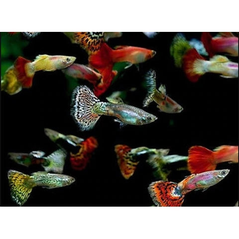 MALE GUPPY PACK OF -10 PCS