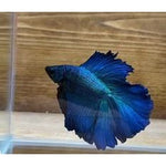 FULL MOON BLUE BETTA