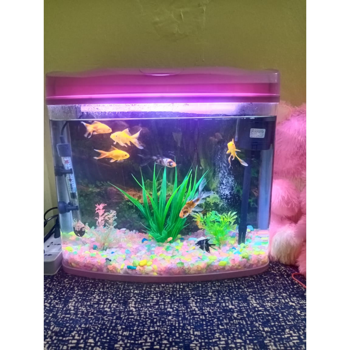 Glass Freshwater Aquarium at Rs 1000/piece in Kolkata