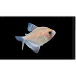 White widow Skirt Tetra