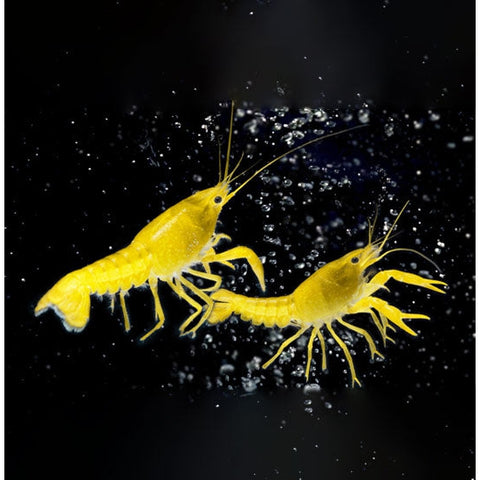 YELLOW SHRIMP