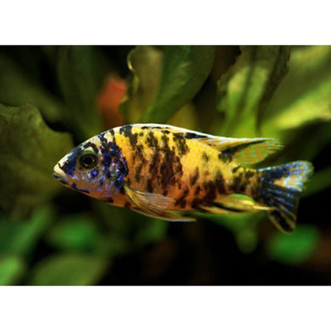 YELLOWBIRD PEACOCK CICHLID