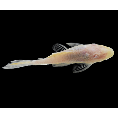 ALBINO BRISTLENOSE CATFISH