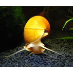 APPLE SNAIL COMBO