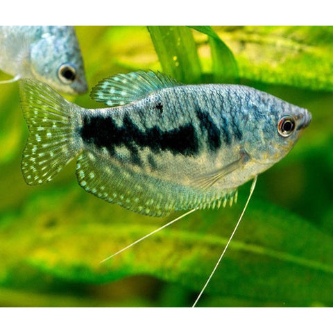 BLUE GOURAMI