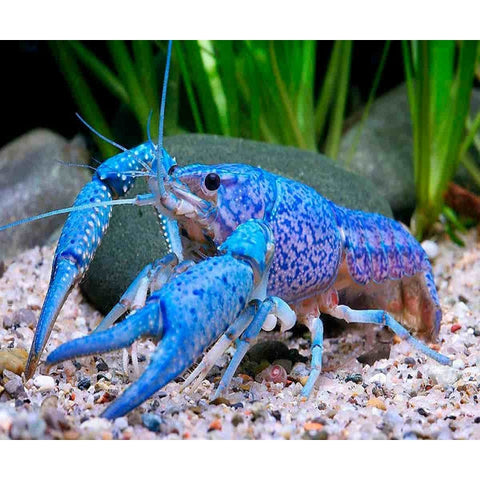 BLUE LOBSTER