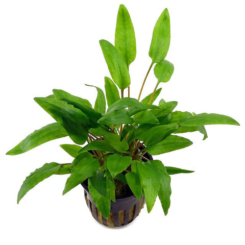 Cryptocoryne wendtii