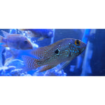 Geophagus brasiliensis 2-3 INCH