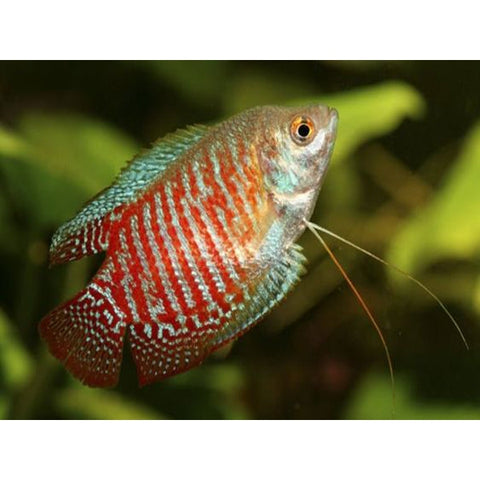 DRAWF GOURAMI