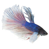 Elephant ear Betta Adult