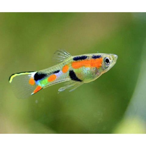 ENDLER GUPPY