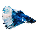 FANCY COLOURED BETTA