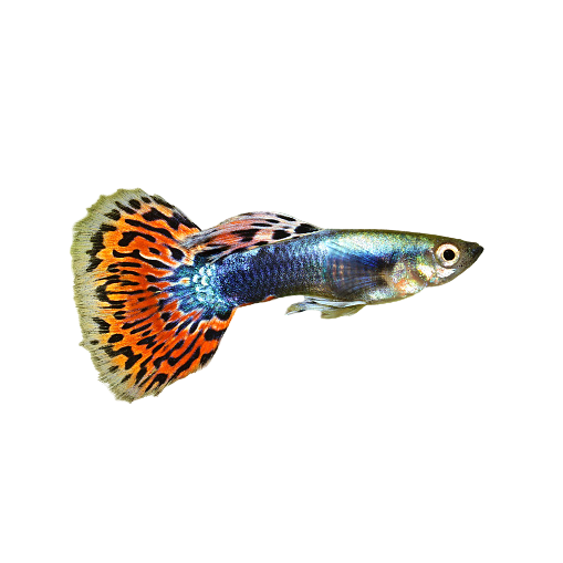 female guppies fish