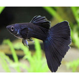 FULL BLACK GUPPY