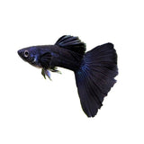 FULL BLACK GUPPY