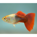 GOLDEN RED GUPPY