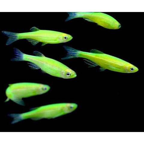 GREEN ZEBRA GLO FISH COMBO