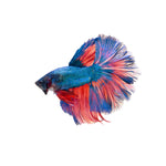 EXCLUSIVE BETTA