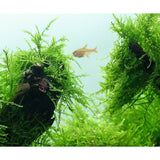 Java Moss