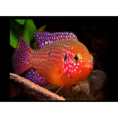 JEWEL CICHLID