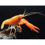 ORANGE LOBSTER