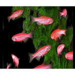 RED ZEBRA GLO FISH COMBO