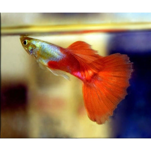 PLATINUM RED GUPPY