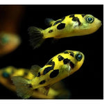 Dwarf Puffer - pea puffer nano