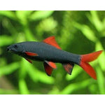 Rainbow Shark ( 2.5 to 2.8 inch)