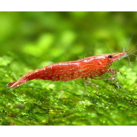 RED CHERRY SHRIMP