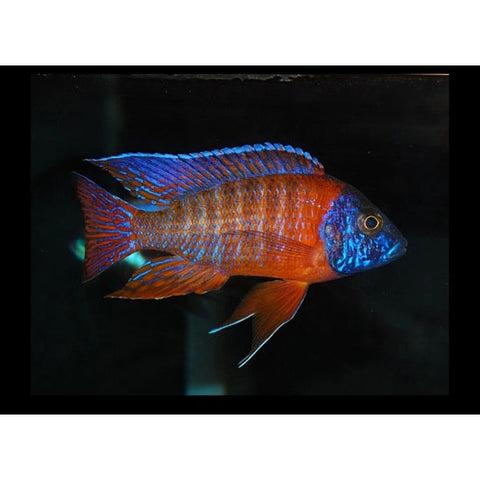 RED PEACOCK CICHLID