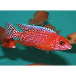 STRAWBERRY CICHLID