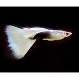 TUXEDO WHITE GUPPY