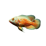 Albino Tiger Oscar Fish