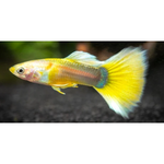 YELLOW GOLD TUXEDO GUPPY