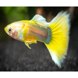 YELLOW GOLD TUXEDO GUPPY