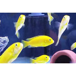 YELLOW MARF CICHLID