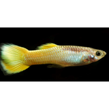 YELLOW PLATINUM GUPPY