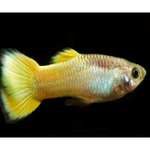 YELLOW PLATINUM GUPPY