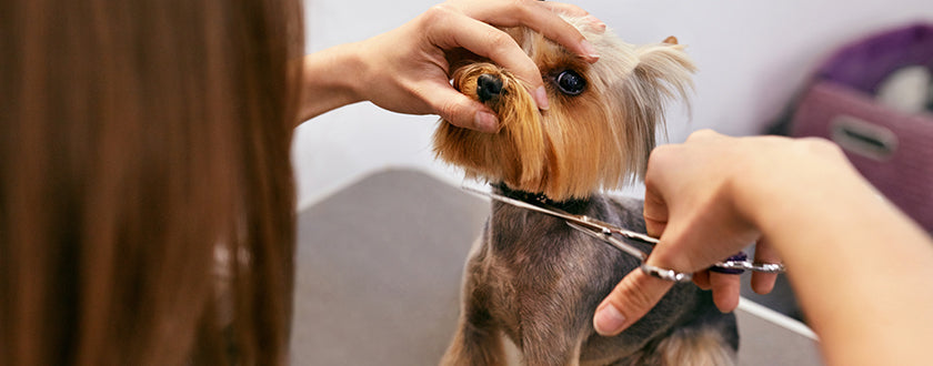 how often do dog grooming scissors need sharpening