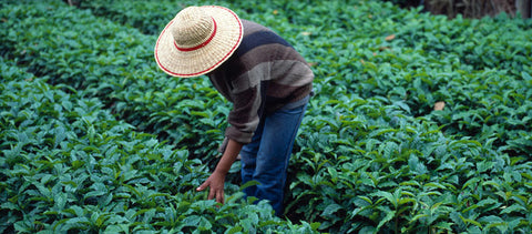 Growing coffee supplies