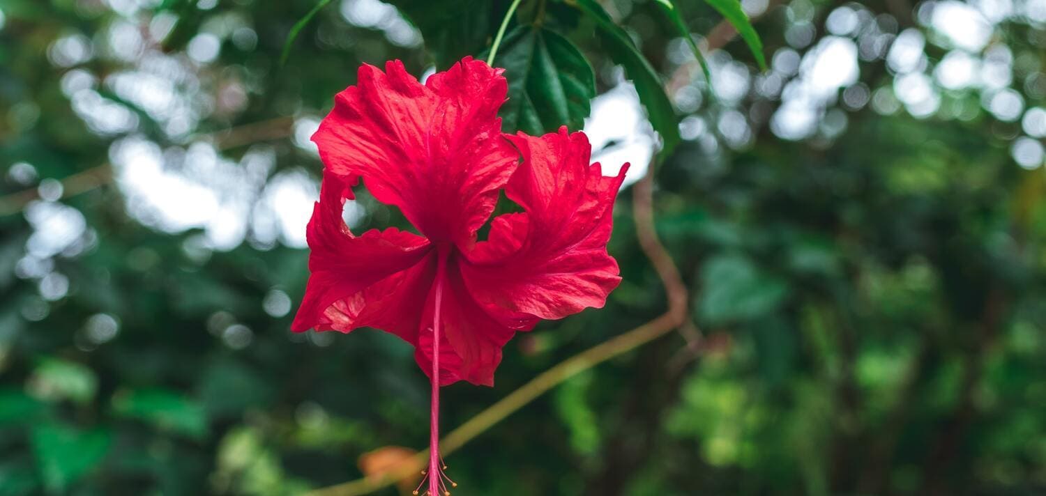 Flor de Jamaica o Hibiscus: Propiedades, Cuidados y Beneficios