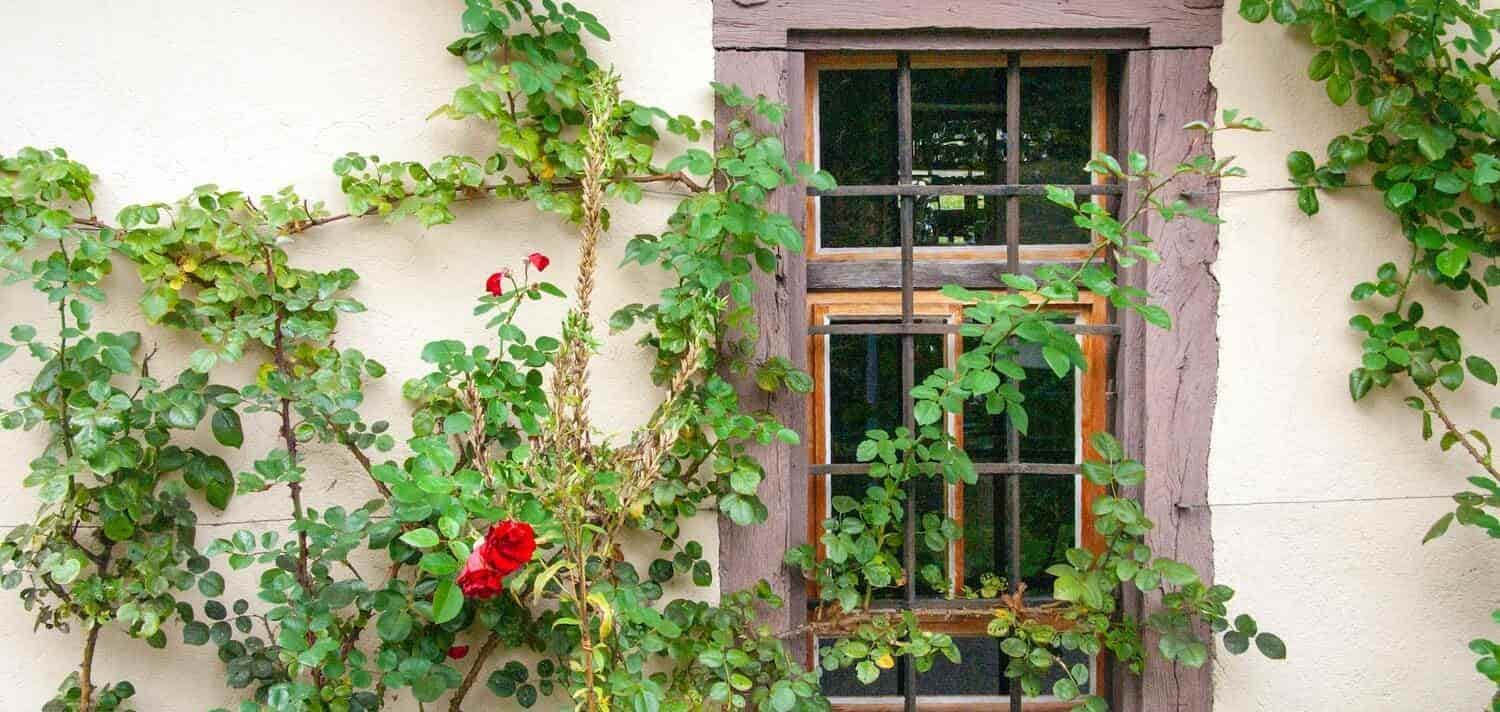 frente Línea de metal Antorchas ▷ Plantas Trepadoras con Flor para el Jardín | Divain Bouquet