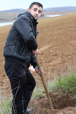 planting linden tree