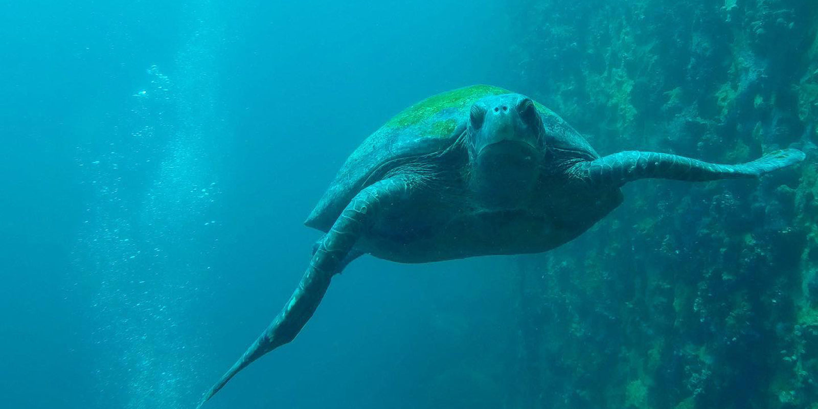 Sea Turtle