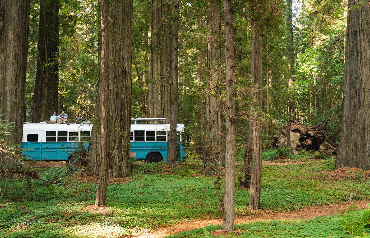 Bus camping in the Redwoods