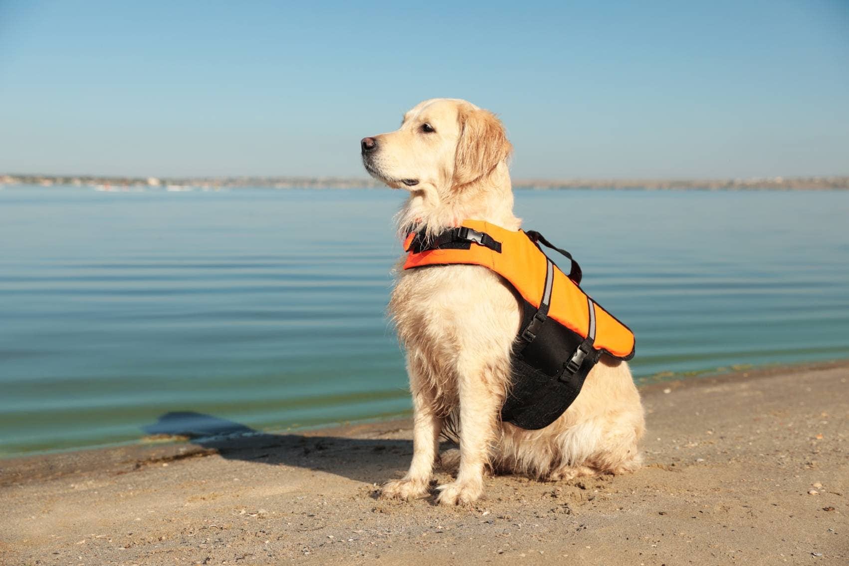 puppy life jackets