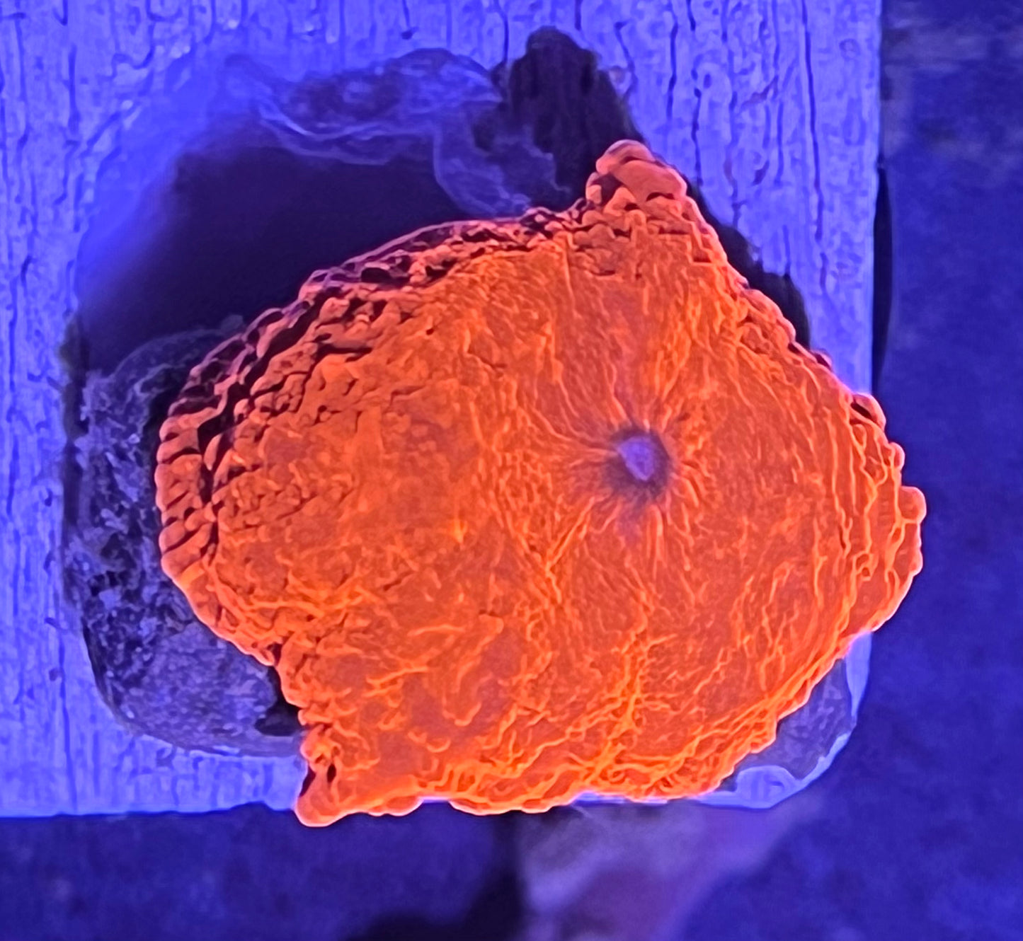 #81 Deadpool Mushroom