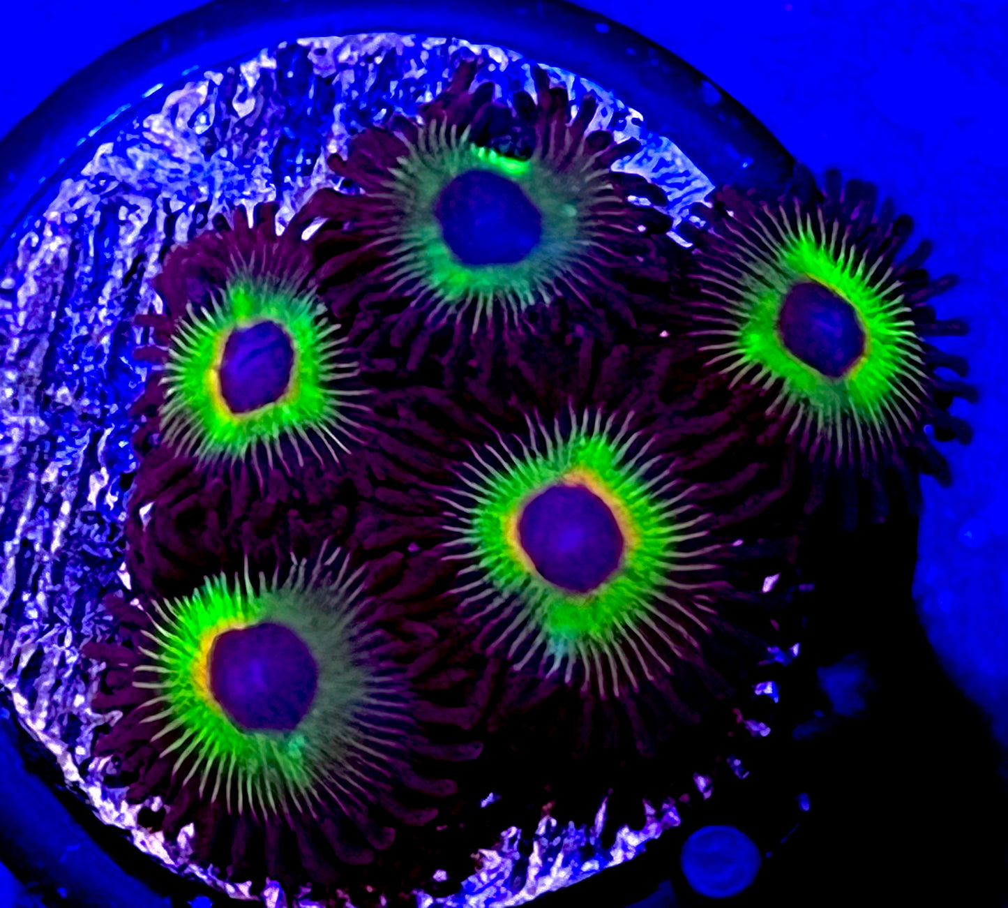 #400 WWC Bob Marleys Zoas