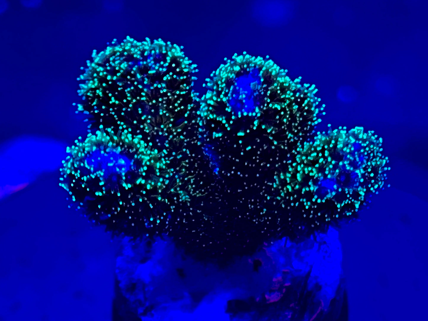 # 76 WWC Pocillopora